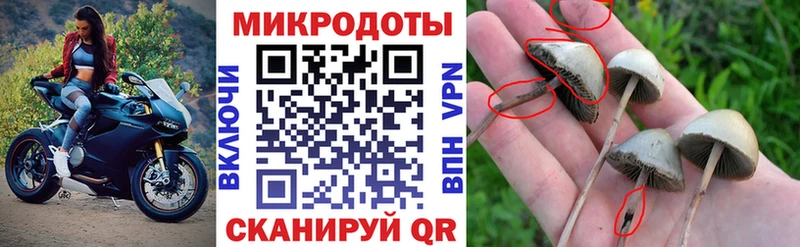 Купить  Аткарск  Псилоцибиновые грибы Psilocybine cubensis 